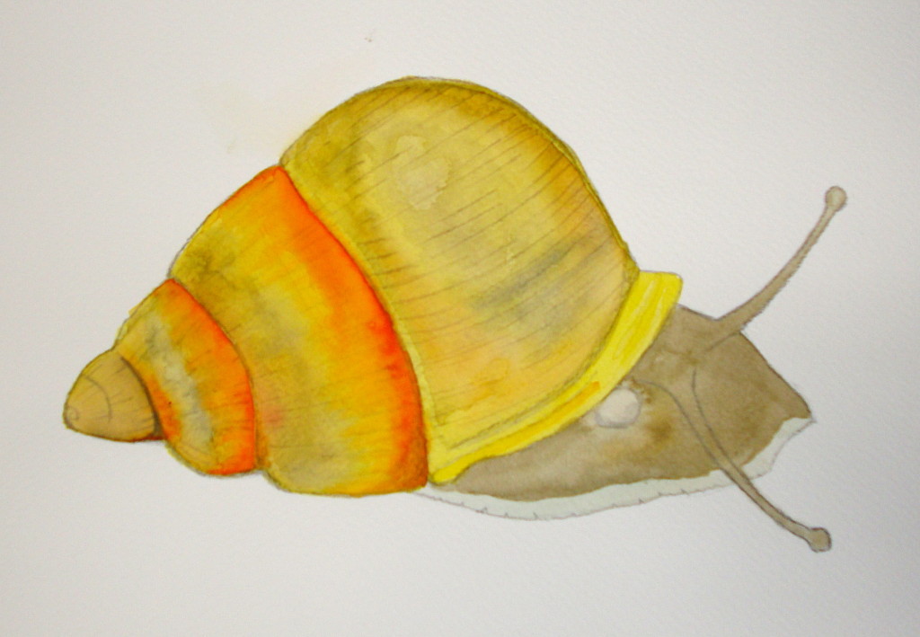 Partula gibba - Fat Guam Snail