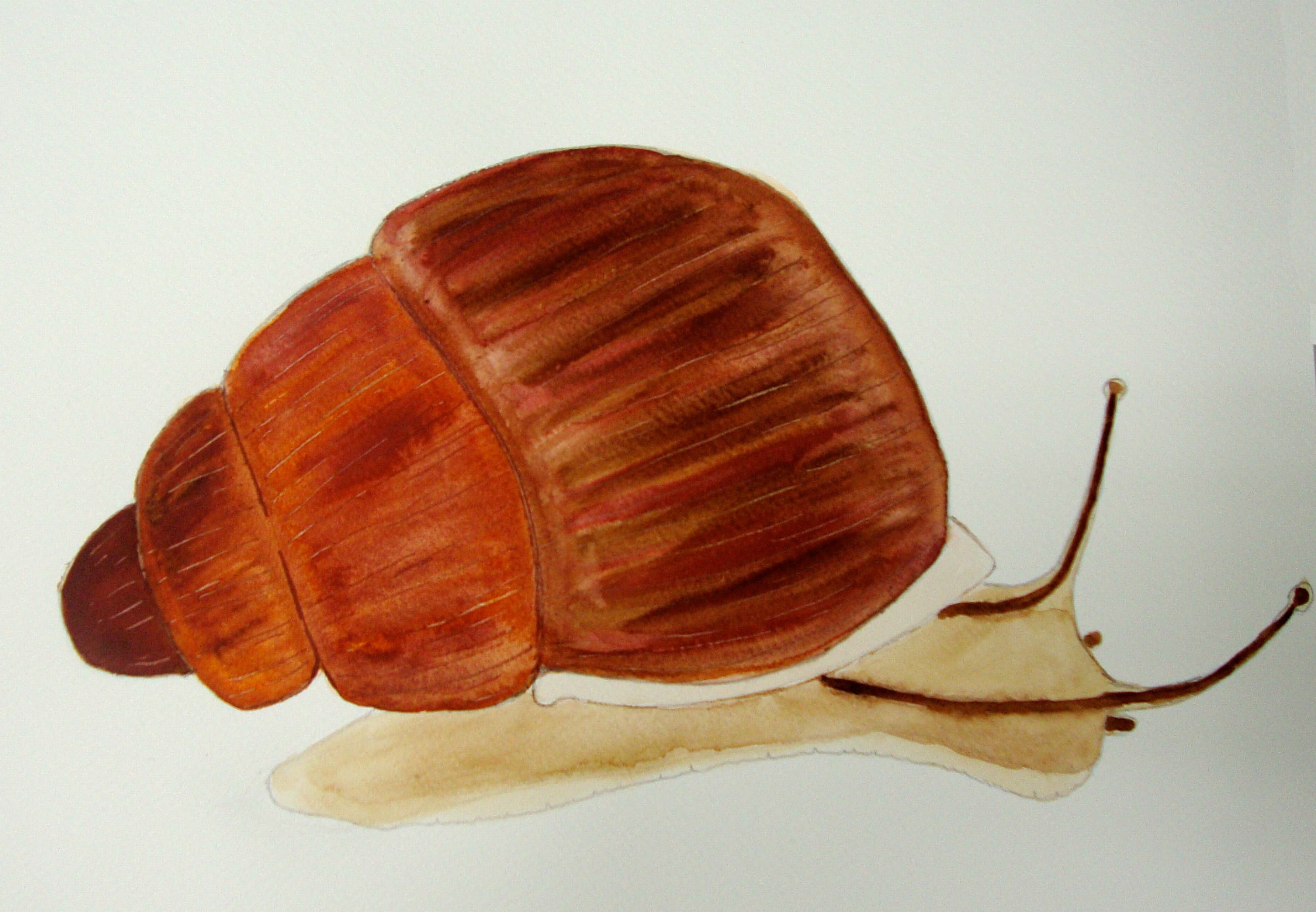 Partula Mirabilis