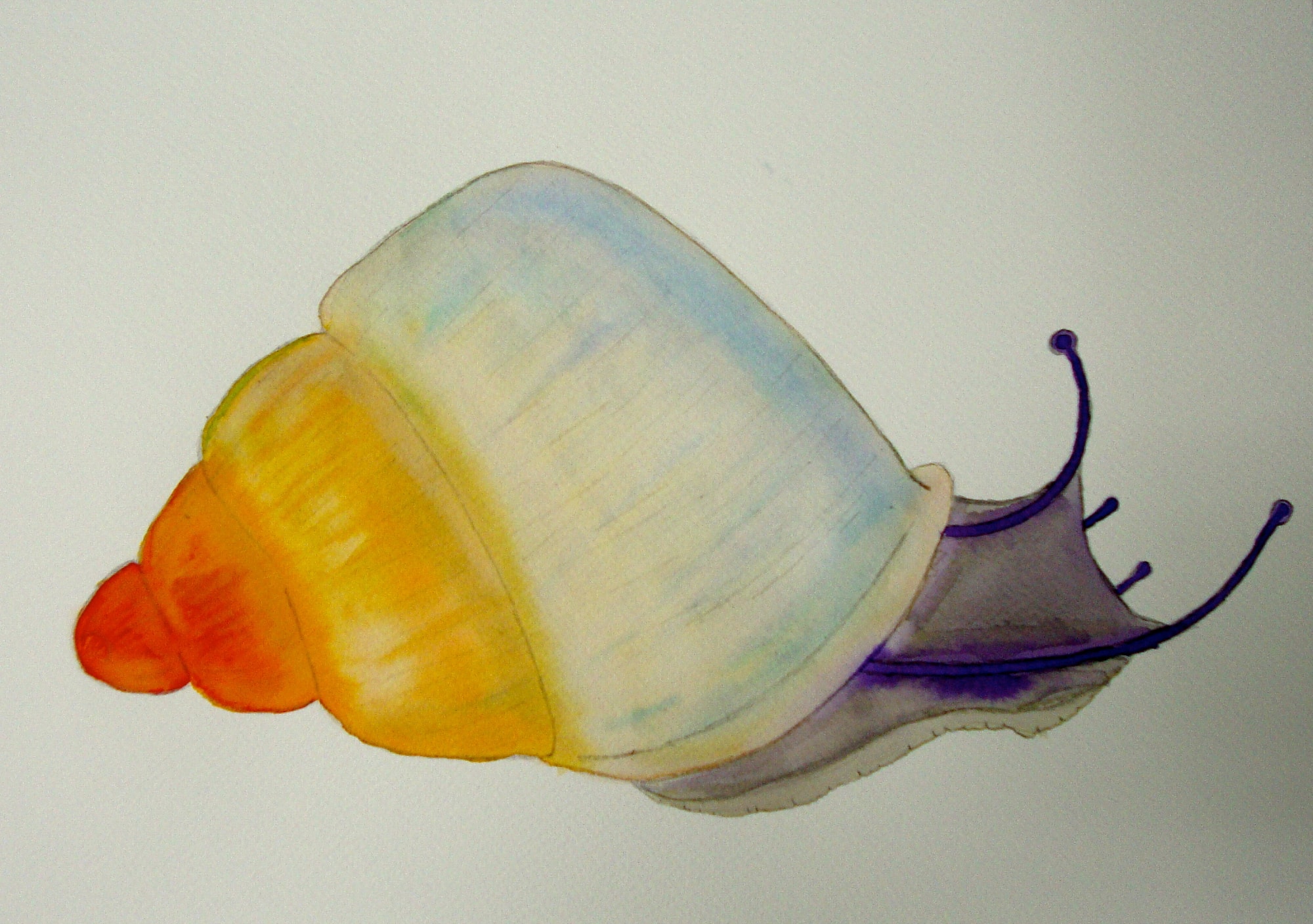 Partula Hebe