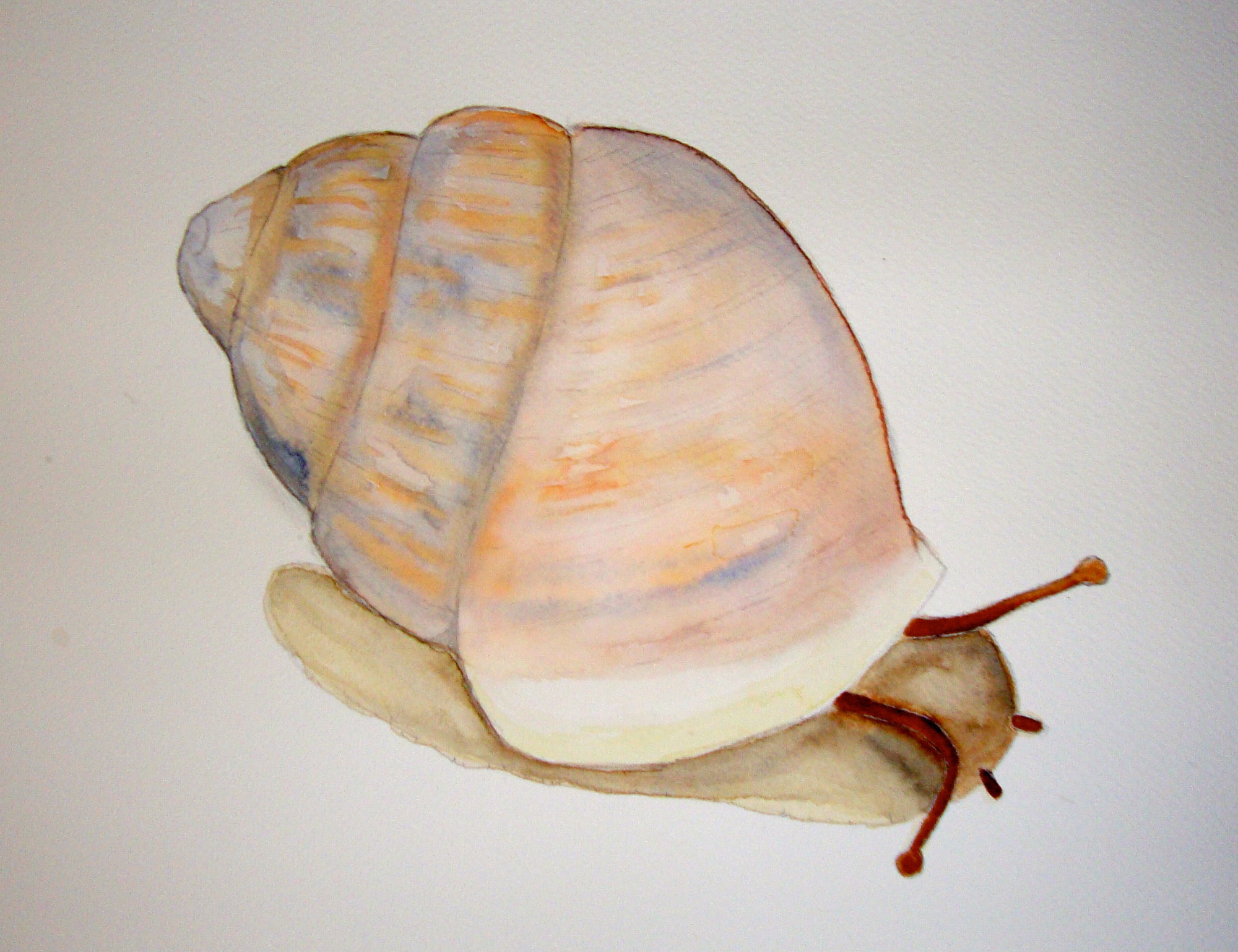 Partula Tristis