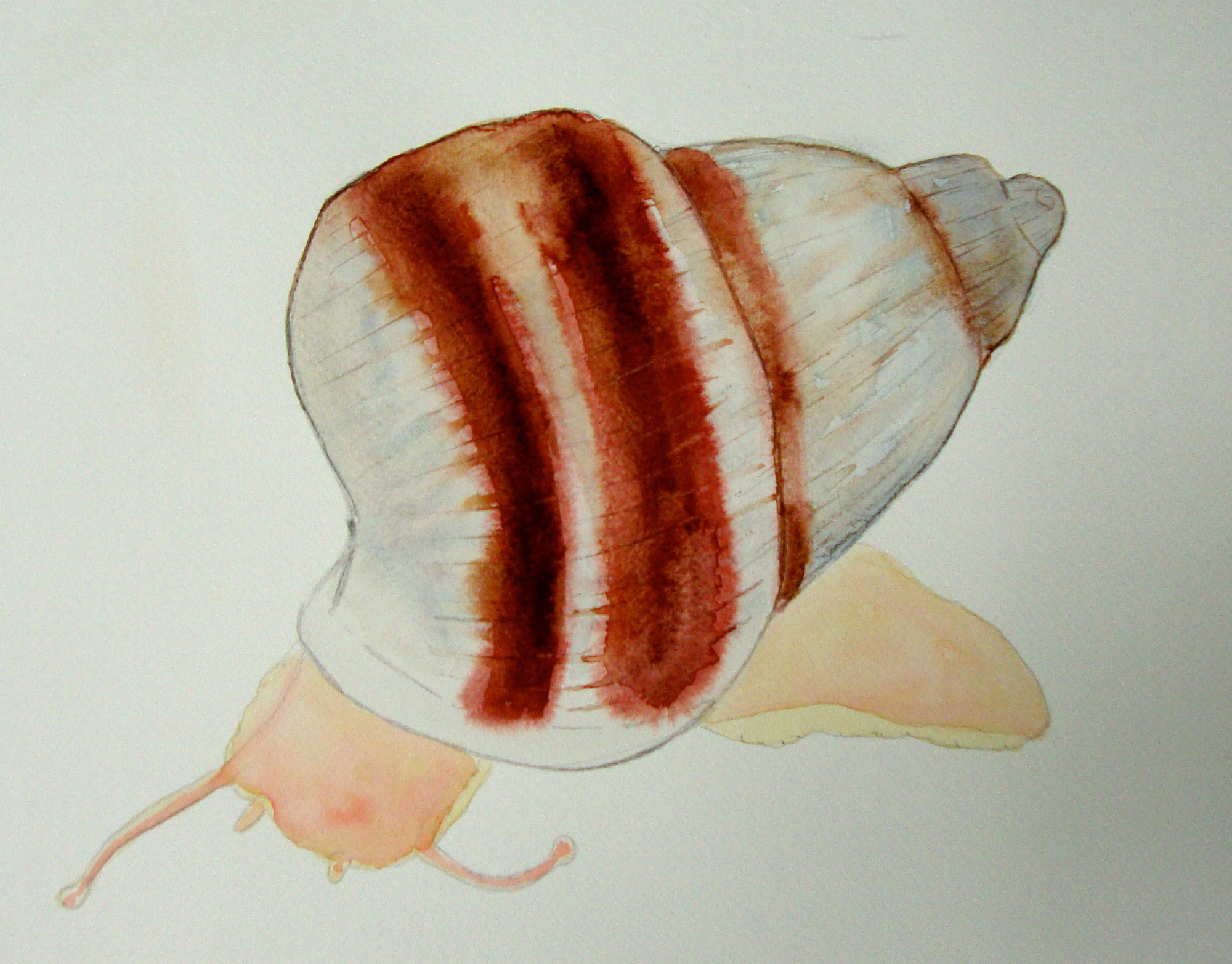 Partula Tohiveana
